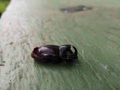 Dynastinae