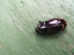 Dynastinae