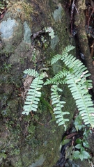 Polystichum hancockii
