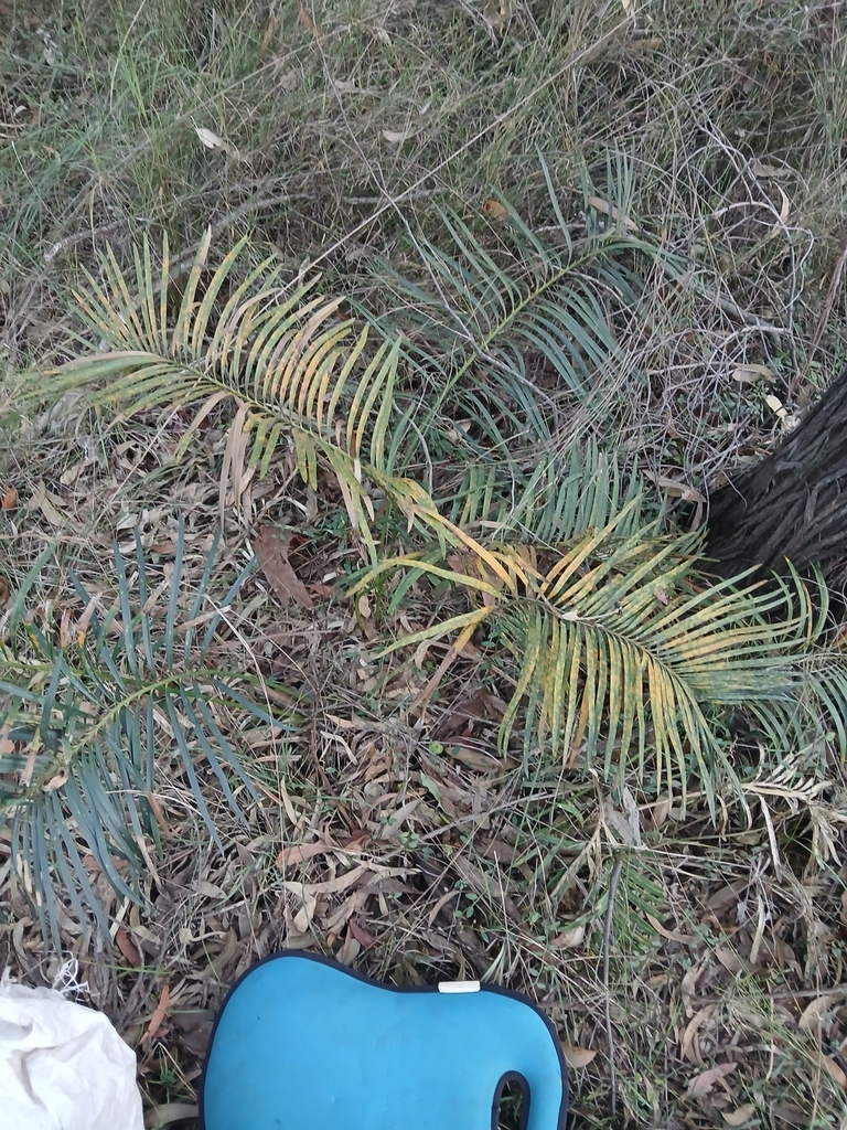 Macrozamia spiralis from Wallacia NSW 2745, Australia on March 26, 2024 ...