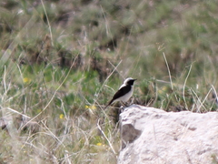 Oenanthe melanoleuca
