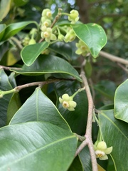 Aquilaria sinensis