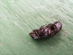 Dynastinae