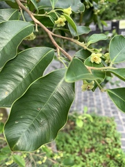 Aquilaria sinensis