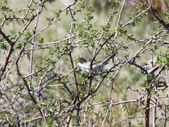 Curruca crassirostris