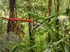 Pitcairnia brittoniana image