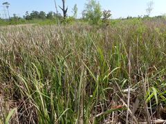 Zizaniopsis miliacea