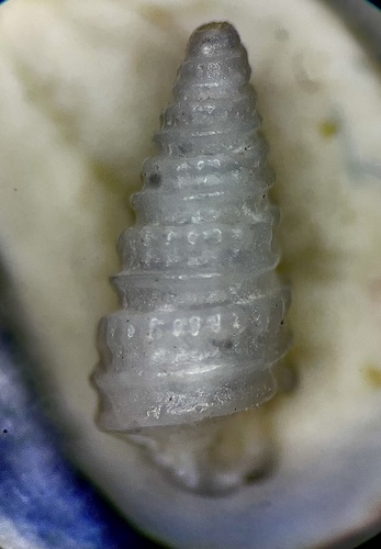 Three-corded Pyram