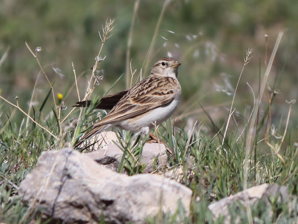 Greater Short-toed Lark