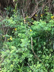 Chelidonium asiaticum