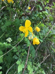 Chelidonium asiaticum