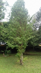 Maytenus boaria