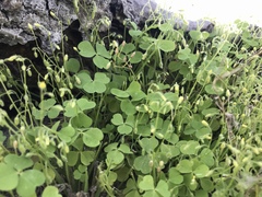 Oxalis laxa