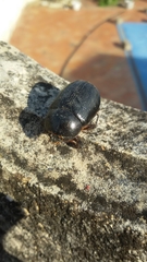 Pentodon bidens punctatus