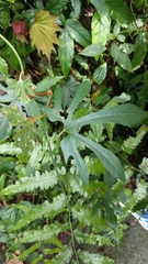 Aristolochia cucurbitifolia