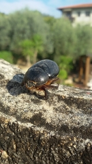 Pentodon bidens punctatus