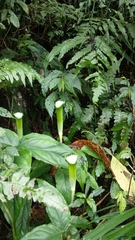 Arisaema penicillatum