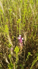 Castilleja densiflora gracilis
