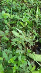 Mimosa pudica
