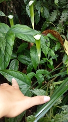 Arisaema penicillatum