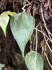 Lepanthes elata