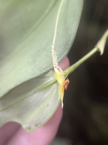 Lepanthes elata, photograph 2