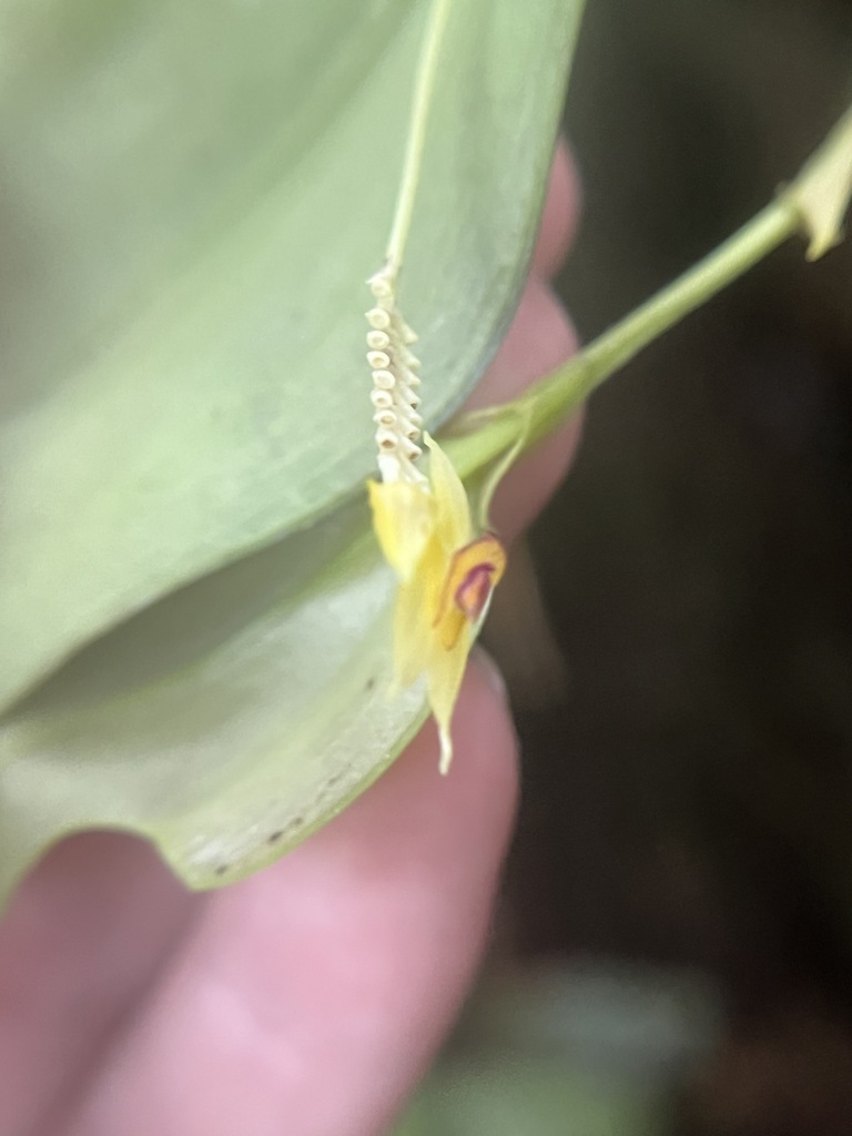 Lepanthes elata