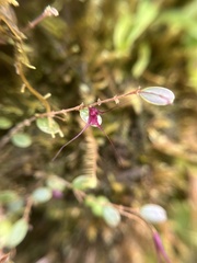 (c) harrier, some rights reserved (CC BY) Gravendeelia chamaelepanthes, photograph (c) harrier, some rights reserved (CC BY)