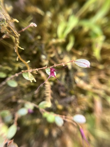 Gravendeelia chamaelepanthes, photograph 3