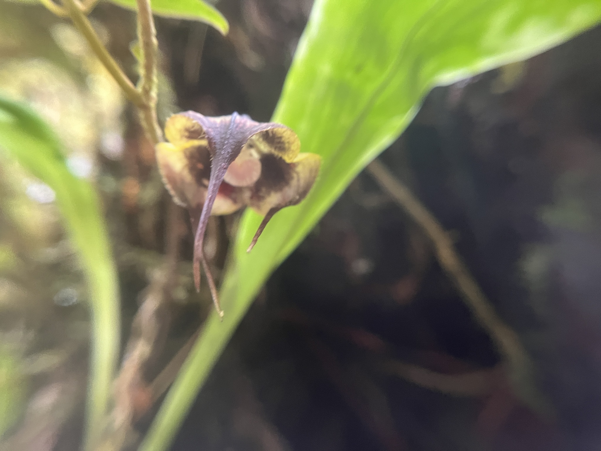 Imagem de Orquídea Drácula