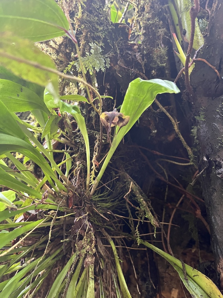 Dracula carcinopsis