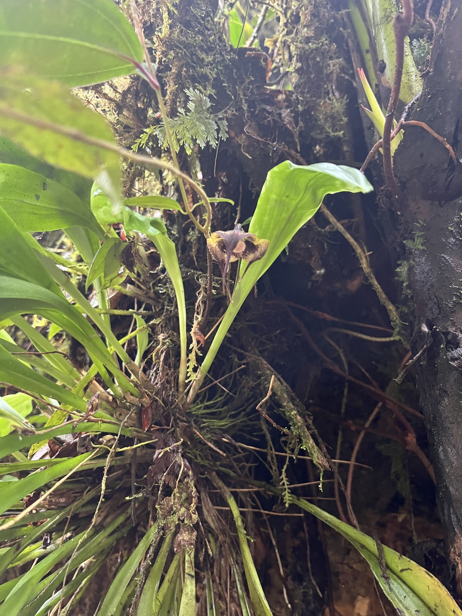 Imagem de Orquídea Drácula