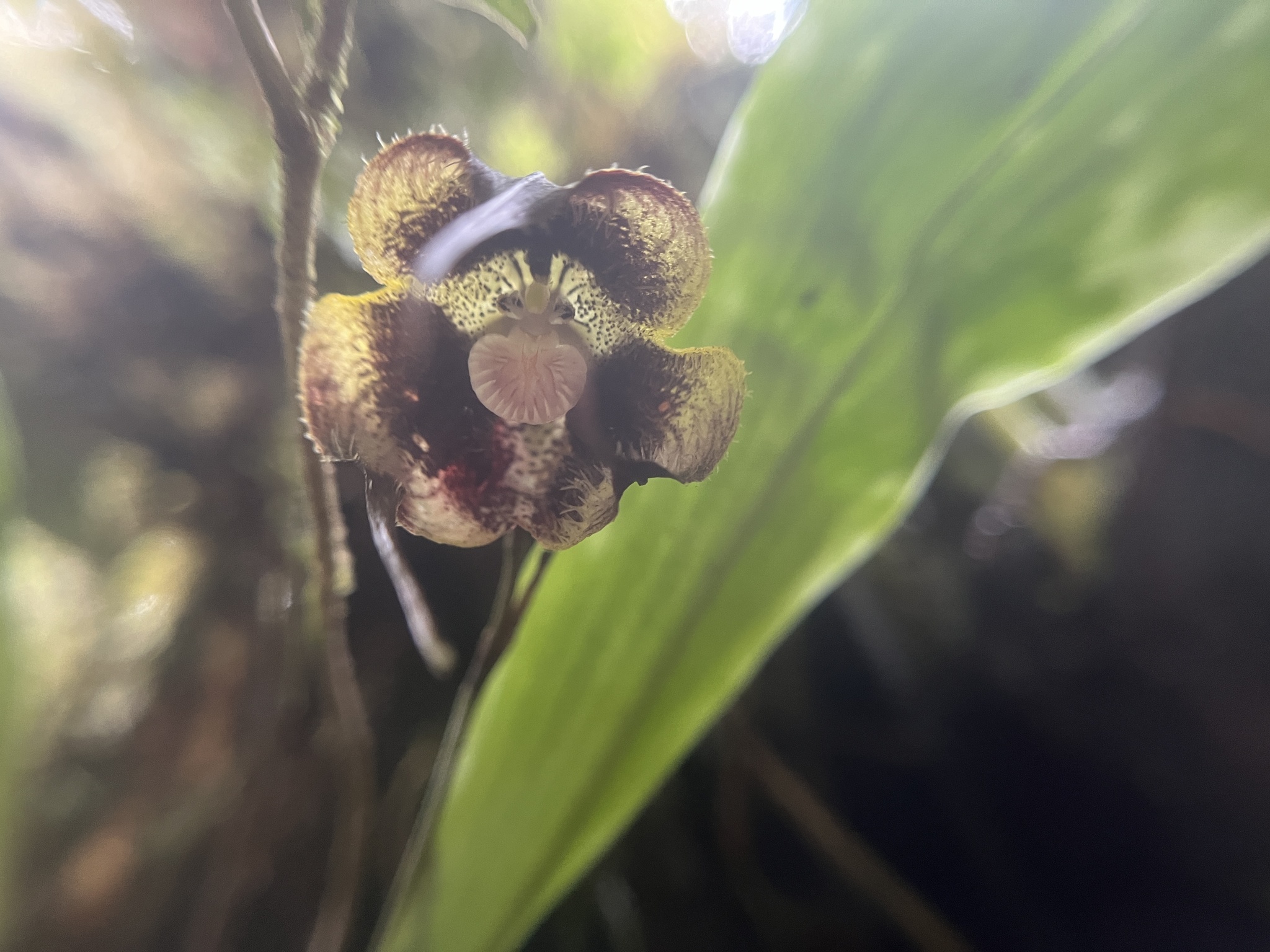 Imagem de Orquídea Drácula