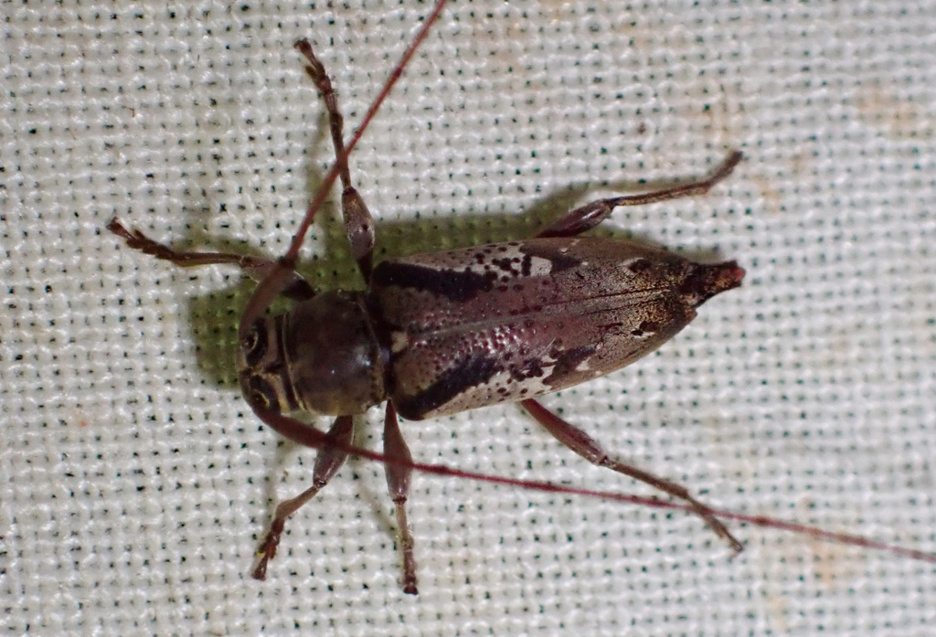 Nyssodrysternum proximum