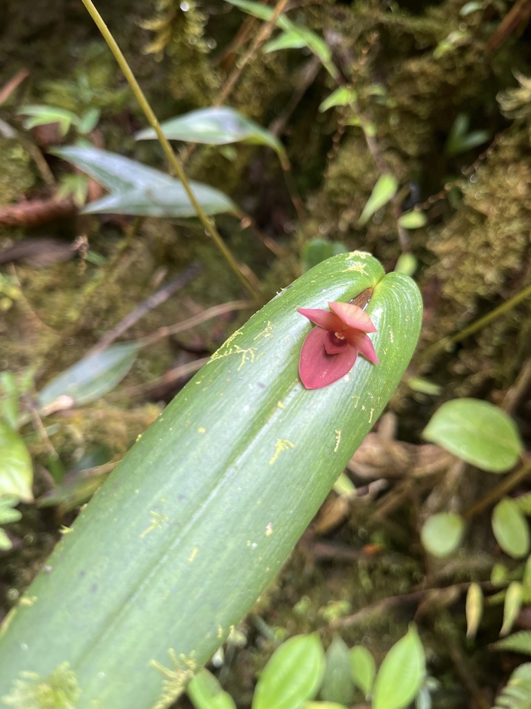 Pleurothallis dewildei