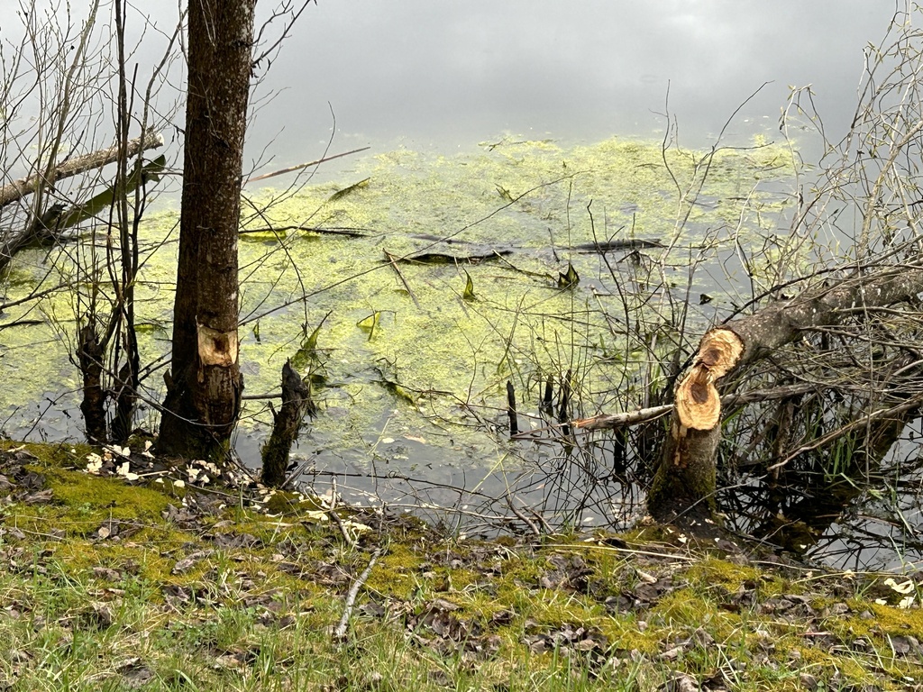 American Beaver from Redmond Ridge Trail, Redmond, WA, US on March 22 ...