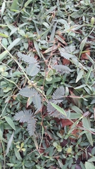 Mimosa pudica