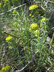 Euphorbia cyparissias