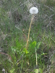 Taraxacum officinale