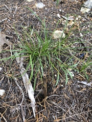 Carex planostachys