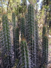 Corryocactus melanotrichus