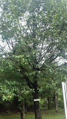 Aquilaria malaccensis