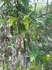 Robinia pseudoacacia