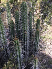 Corryocactus melanotrichus
