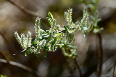 Salix pedicellaris
