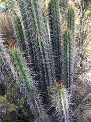 Corryocactus melanotrichus