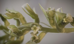 Cyclopogon congestus