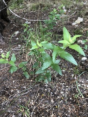 Brickellia cylindracea