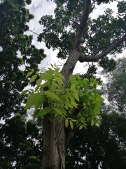 Swietenia macrophylla