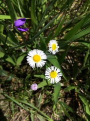 Erigeron tenuis